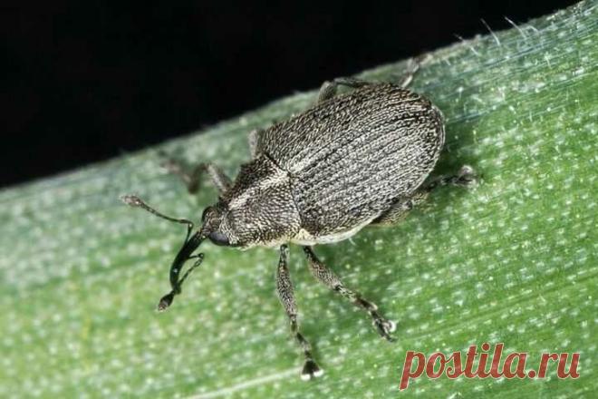 Как избавиться от червяков в перьях лука | ОГОРОД, где все растет🌻🌼🍏 | Яндекс Дзен