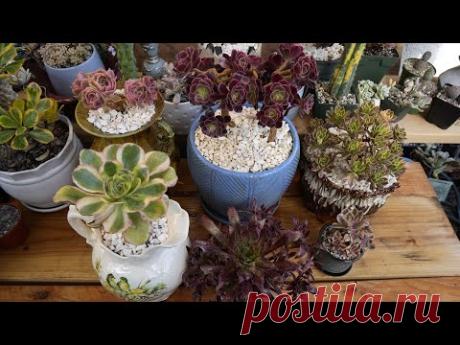 Hablando Sobre El Cuidado De Los Aeoniums