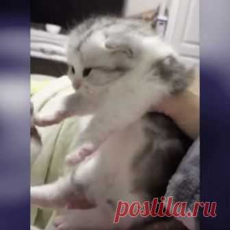Отдай мою детку