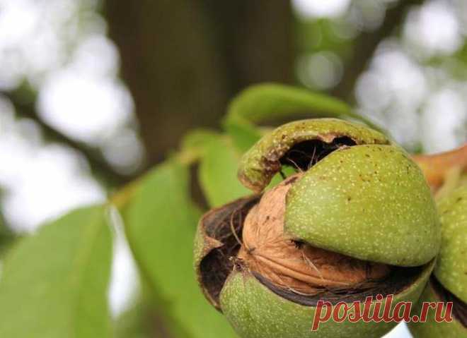 Выращивание грецкого ореха на даче