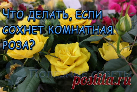 Что делать, если сохнет комнатная роза?