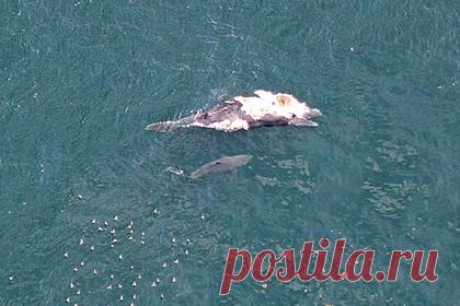 Огромные акулы-людоеды съели тушу горбатого кита. Огромные акулы-людоеды съели тушу горбатого кита в районе полуострова Кейп-Код, расположенного в 120 километрах от города Бостон в США. Акулье пиршество удалось сфотографировать биологу Джону Чизхолму. По его словам, одна из акул-людоедов была очень крупной — более пяти метров в длину.