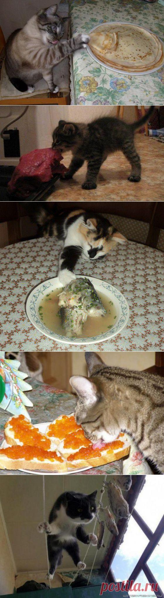 Лапы загребущие: любителям котов