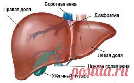 ЛЕКАРСТВА ДЛЯ ВОССТАНОВЛЕНИЯ ПЕЧЕНИ