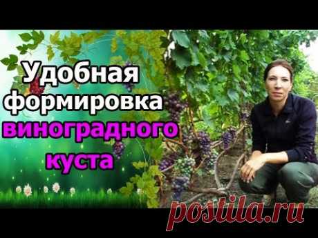 🍇#Виноград. #ФормированиеКустов
