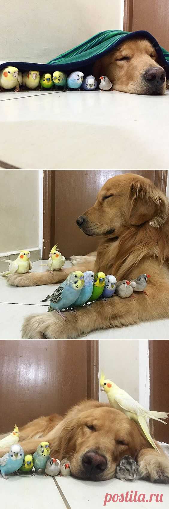 A Dog, 8 Birds and a Hamster Are the Most Unusual Best Friends EVER. | Cute animal things