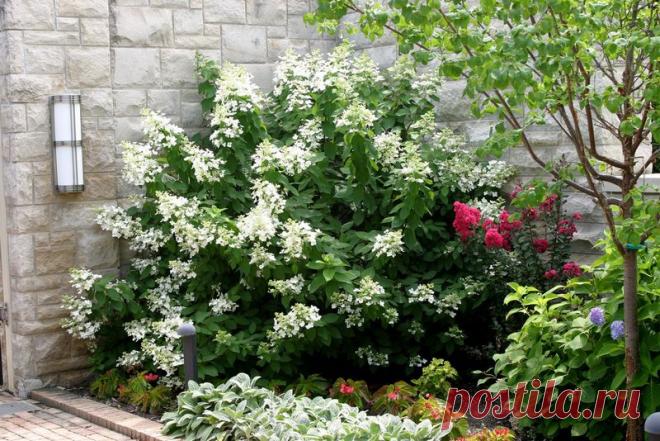 Гортензия метельчатая: посадка, уход, размножение,  | Сажаем Сад