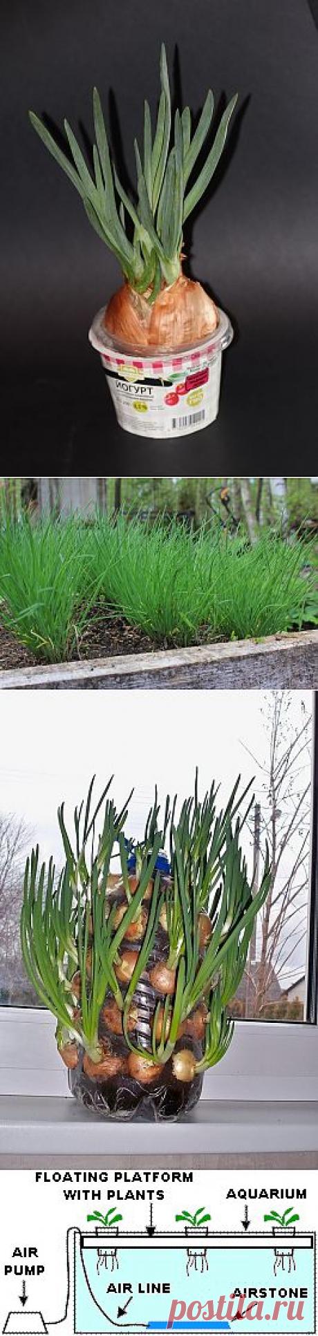 Как вырастить вкусный лук на подоконнике - секреты и тонкости | БУДЕТ ВКУСНО!