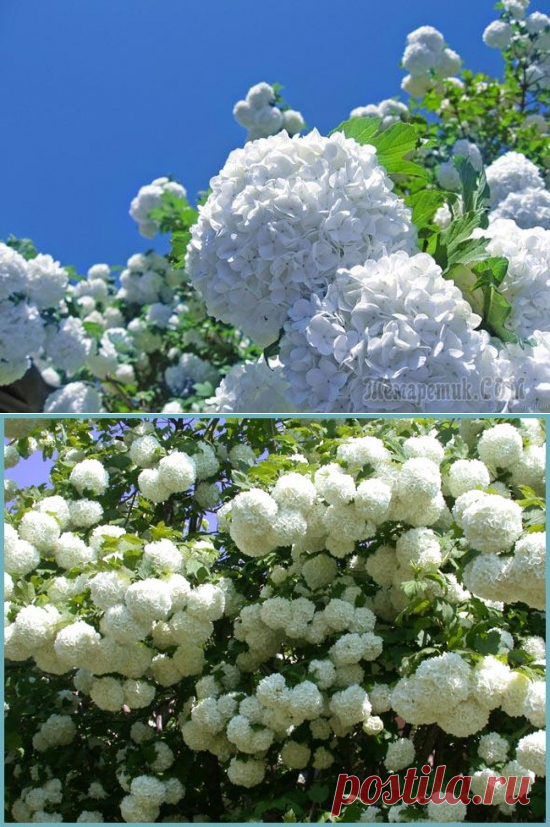 Особенности выращивания калины бульденеж