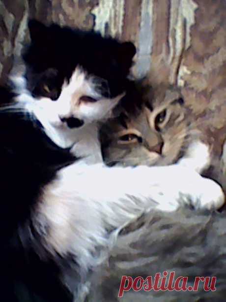 Мама муся с сынком КОТОФЕЕМ.