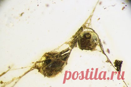 Жертву «потрошителя» нашли в янтаре в России