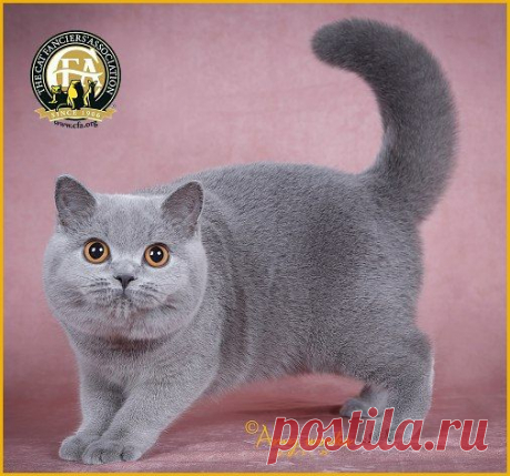 cfa cats - Поиск в Google