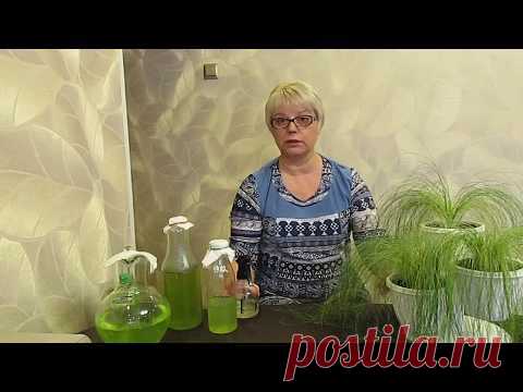 Эксперимент по выращиванию хлореллы в домашних условиях удался.06.03.2019