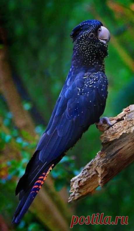 flying of birds Source :flying of birds