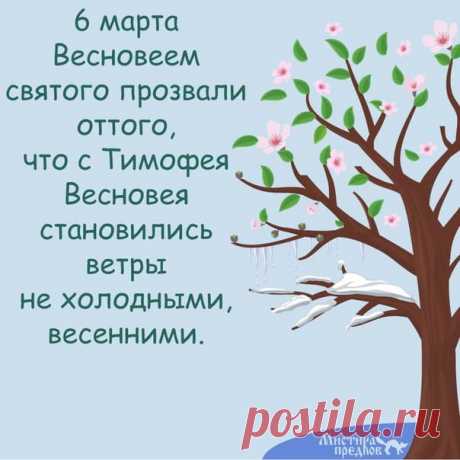 Тимофей Весновей! Начинается сокодвижение в березах и кленах.