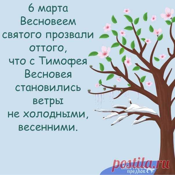 Тимофей Весновей! Начинается сокодвижение в березах и кленах.