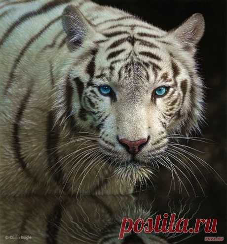 Художник Коллин Богл