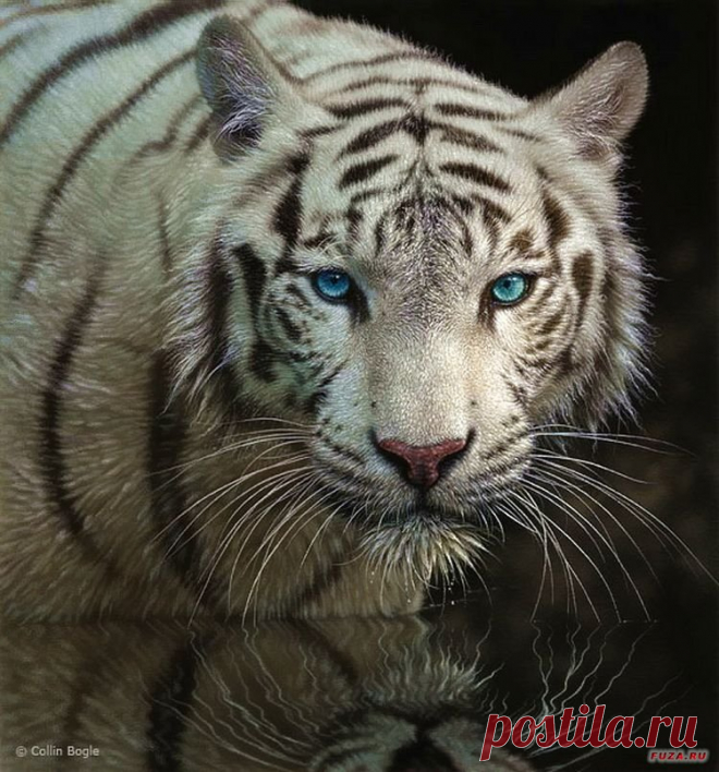Художник Коллин Богл