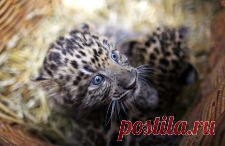 Умилительные зверята - Вдохновение / Surfingbird - мы делаем интернет лучше