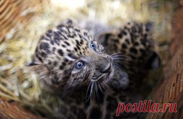 Умилительные зверята - Вдохновение / Surfingbird - мы делаем интернет лучше