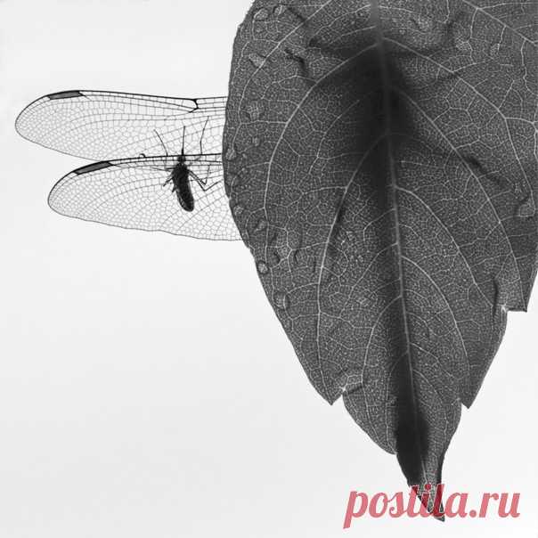 Стрекоза и комар в кадре Антона Воронина: nat-geo.ru/community/user/52534