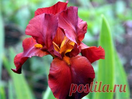 Июль: пора пересаживать ирисы
Ирис в переводе с греческого – радуга. Так древние греки назвали удивительный цветок, поражающий изысканной красотой, разнообразием форм и богатством оттенков. Ирисы, или касатики, любимы садоводами …