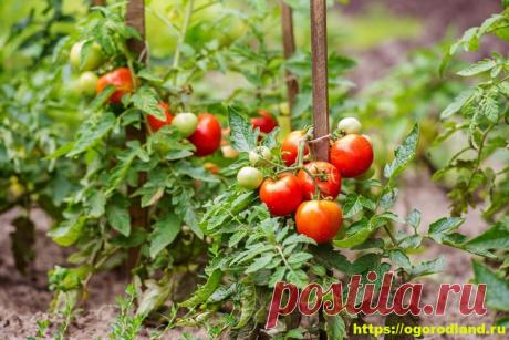 Детерминантные сорта томатов Томаты – овощная культура, входящая в пятерку лидирующих по популярности растений у ог