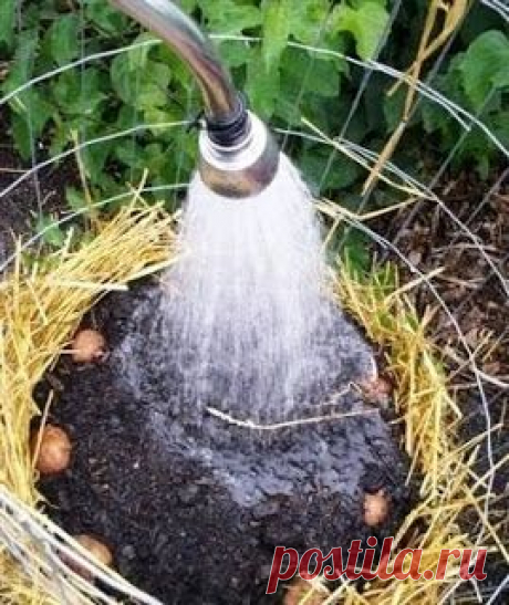 БАШНЯ ДЛЯ КАРТОФЕЛЯ