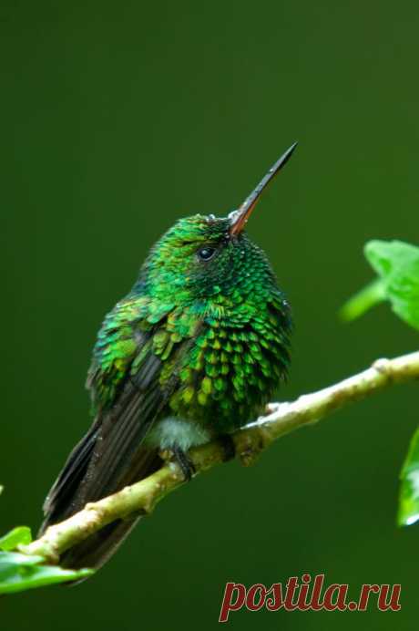 Gabelschwanzkolibri (Chlorostilbon canivetii) - Naturbild-Galerie: Kolibris - Fokusnatur Naturfotografie