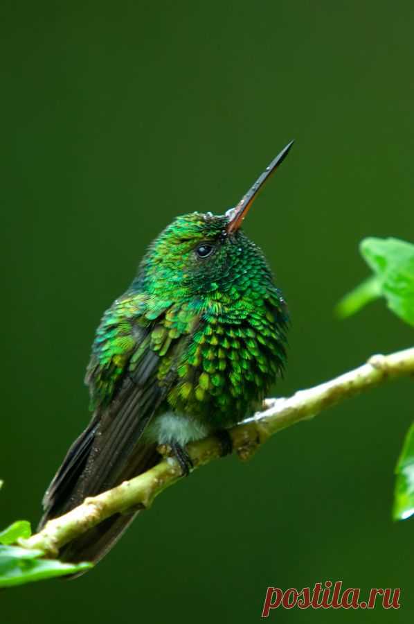 Gabelschwanzkolibri (Chlorostilbon canivetii) - Naturbild-Galerie: Kolibris - Fokusnatur Naturfotografie
