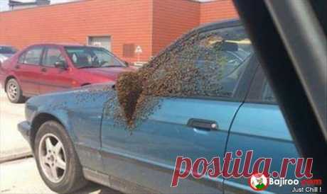 funny-fail-bees-attack-car-pics.jpg (600×357)