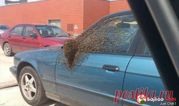funny-fail-bees-attack-car-pics.jpg (600×357)