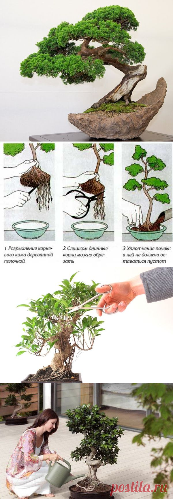 Как в комнатных условиях вырастить маленькое дерево бонсай