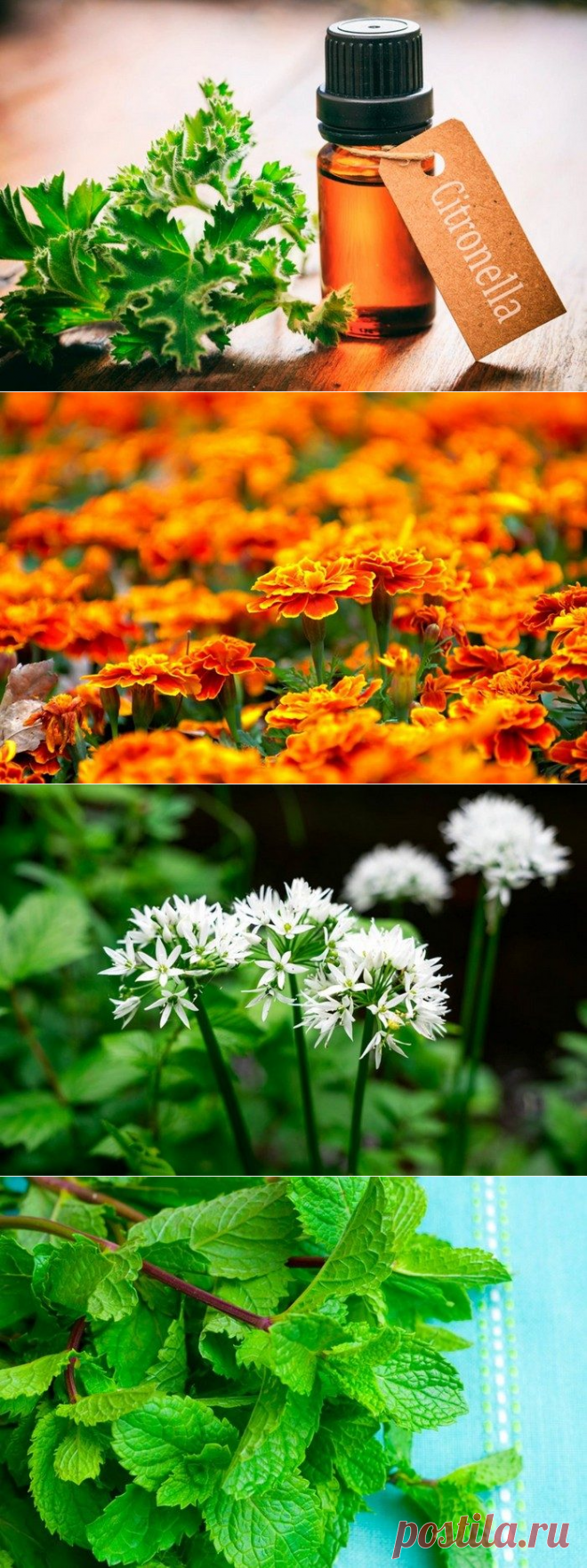 Избавляемся от комаров - надолго! / Как сэкономить