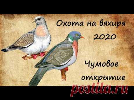 Охота на вяхиря 2020_Чумовое открытие