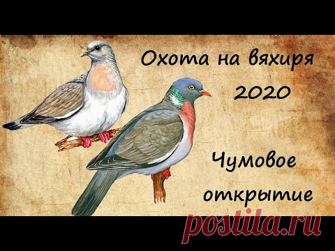 Охота на вяхиря 2020_Чумовое открытие