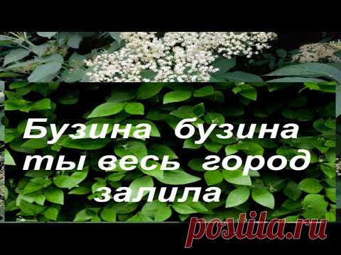 как красиво цветет бузина