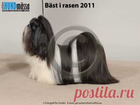 SHIH TZU Namn:DK UCH, JEUW-06, SE UCH FOSSELLA ICING ON THE CAKE  Ägare:LINDKVIST LINDA, ARLÖV Uppfödare:FOSSENIUS BODIL, SKURUP