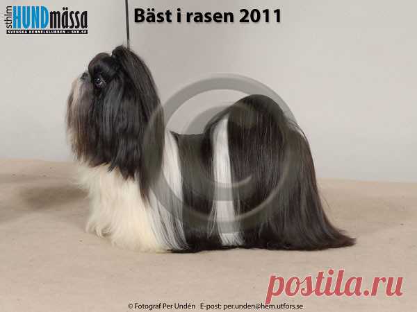 SHIH TZU Namn:DK UCH, JEUW-06, SE UCH FOSSELLA ICING ON THE CAKE  Ägare:LINDKVIST LINDA, ARLÖV Uppfödare:FOSSENIUS BODIL, SKURUP