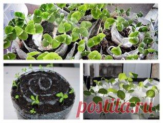 Рассада в улитках и пеленках – экономия места и грунта
Каждую весну поклонники сельского хозяйства загромождают свои квартиры ящиками с рассадой. Они занимают подоконники, стеллажи и все доступные горизонтальные поверхности, требуют бесконечного полива и часто, с помощью детей и домашних животных, оказываются на полу. Сторонники современного способа посадки семян в улитках решили большинство этих проблем, но приобрели взамен парочку других.
Что такое пеленки и улитки для рассады
Улитки для р