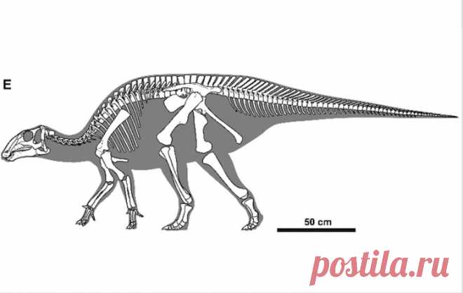 В пустыне Гоби обнаружили останки динозавра нового вида Возраст находки оценивается в 90?100 миллионов лет. Динозавр получил название Gobihadros mongoliensis. Он относится к гадрозавридам — кладе, включающей