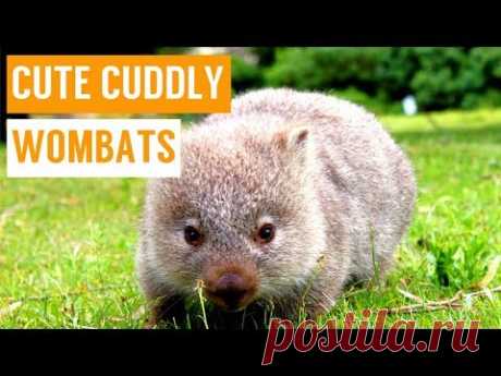 Cuddly Baby Wombat Compilation
