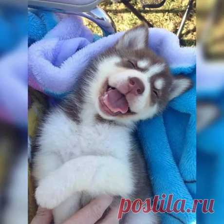 Animals - Google+