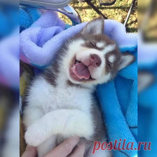 Animals - Google+