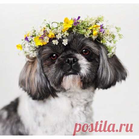 ♥Клуб любителей ши-тцу♥