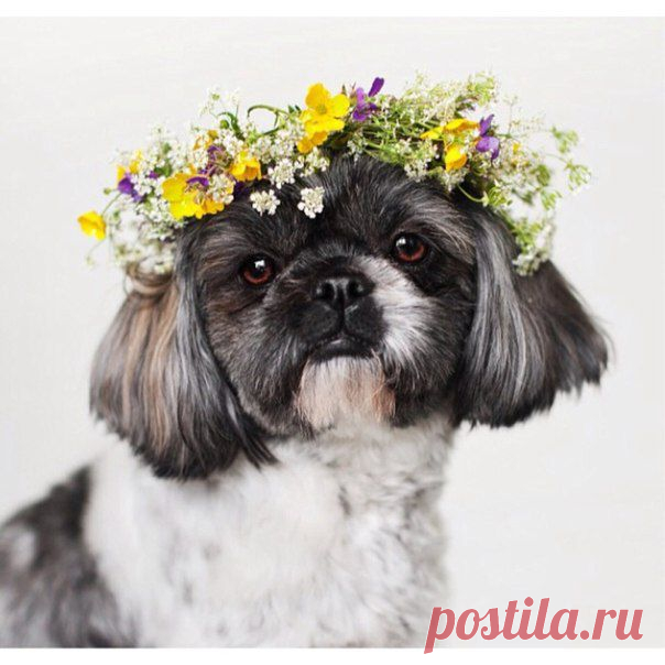 ♥Клуб любителей ши-тцу♥