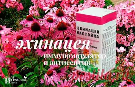 Эхинацея. Лечебные и полезные свойства. Применение. Противопоказания