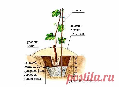 Посадка винограда!