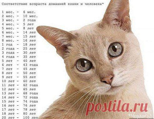 (36) Одноклассники