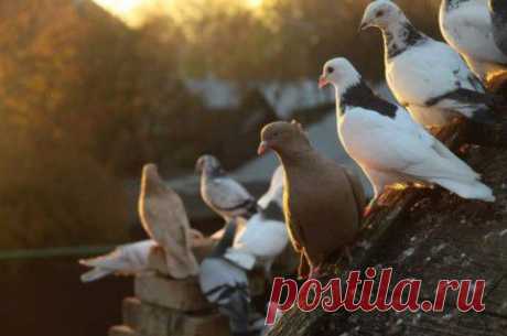 В гостях у Михалыча